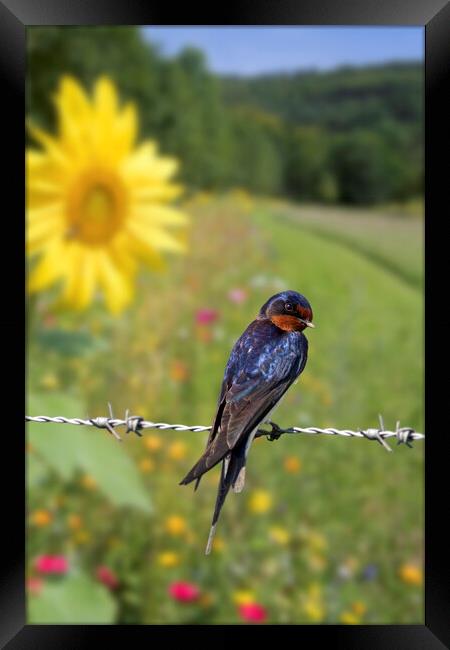 Barn Swallow in Summer Framed Print by Arterra 