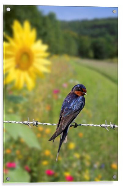Barn Swallow in Summer Acrylic by Arterra 