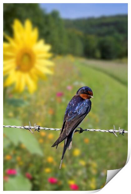 Barn Swallow in Summer Print by Arterra 