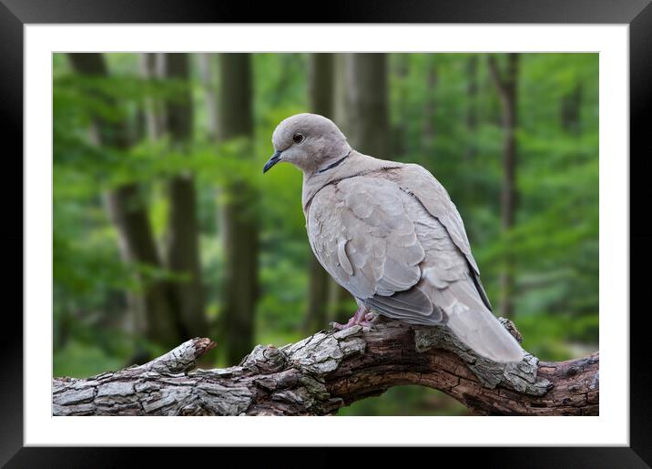 Eurasian Collared Dove in Woodland Framed Mounted Print by Arterra 
