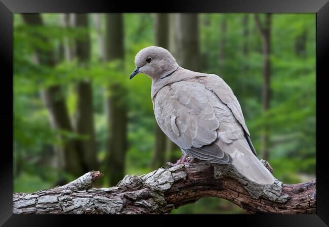 Eurasian Collared Dove in Woodland Framed Print by Arterra 