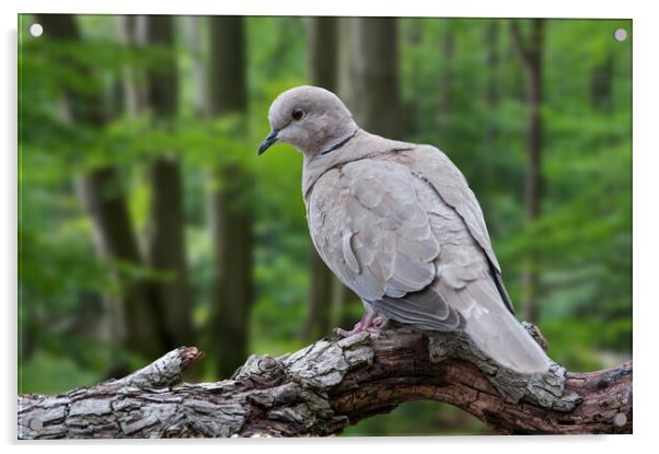 Eurasian Collared Dove in Woodland Acrylic by Arterra 