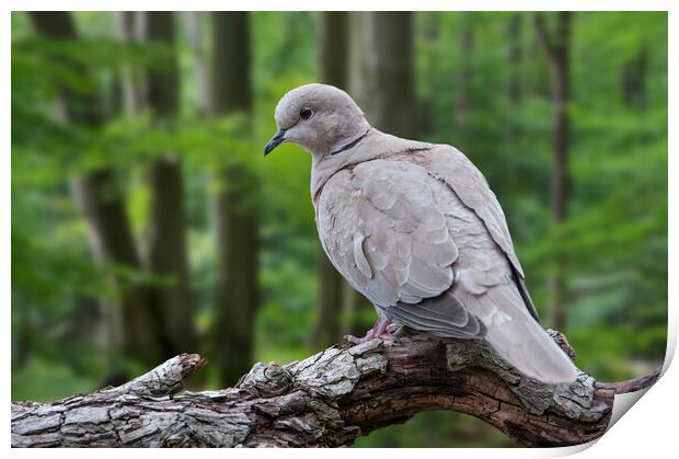 Eurasian Collared Dove in Woodland Print by Arterra 