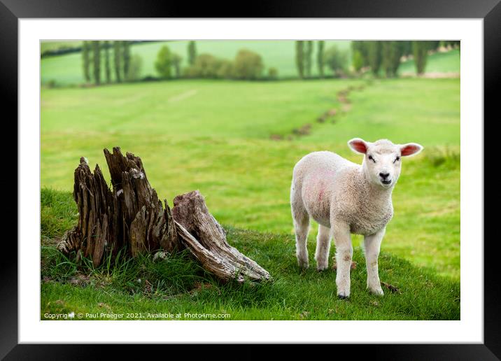 Winchelsea lamb 1 Framed Mounted Print by Paul Praeger