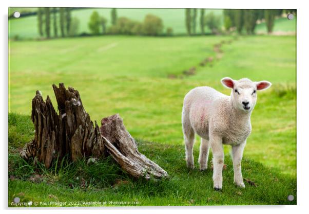 Winchelsea lamb 1 Acrylic by Paul Praeger