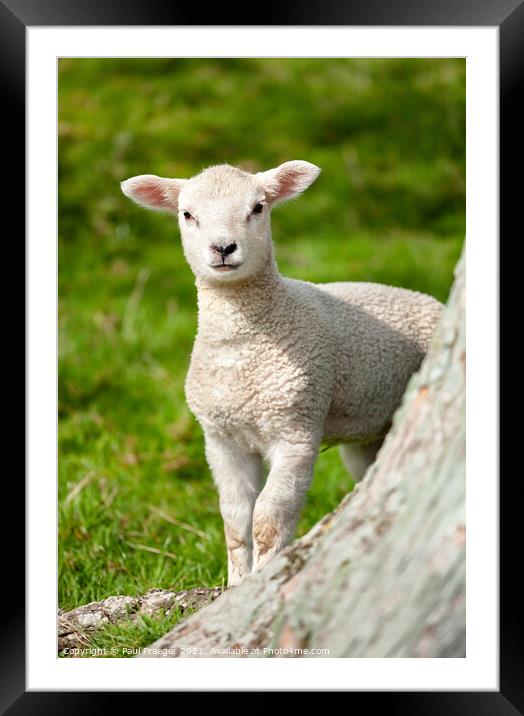 Winchelsea lamb 2 Framed Mounted Print by Paul Praeger