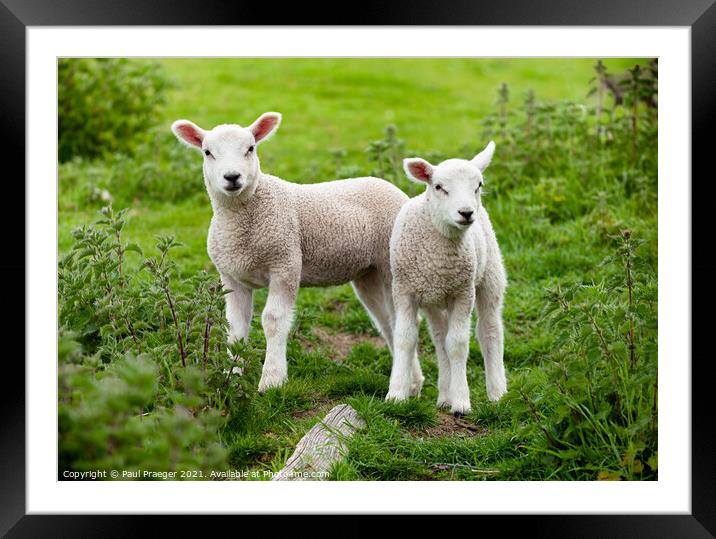 Winchelsea lamb 3 Framed Mounted Print by Paul Praeger