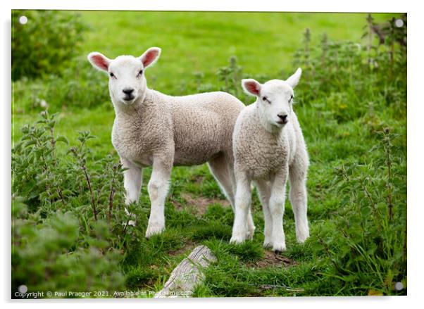 Winchelsea lamb 3 Acrylic by Paul Praeger