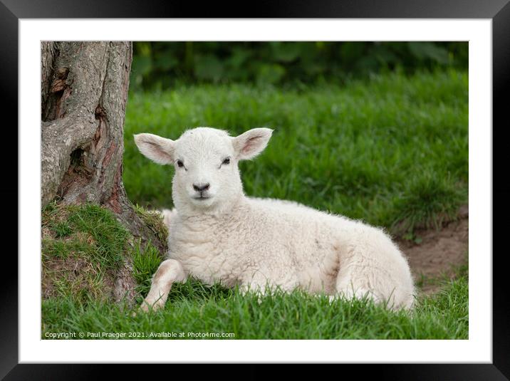 Winchelsea  lamb 4 Framed Mounted Print by Paul Praeger