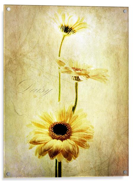 Summer Daisies Acrylic by Aj’s Images