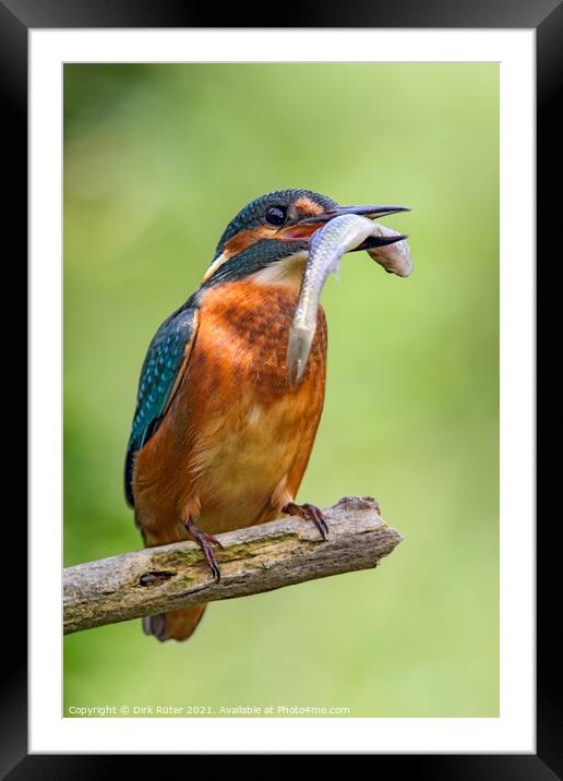 Common Kingfisher (Alcedo atthis) Framed Mounted Print by Dirk Rüter