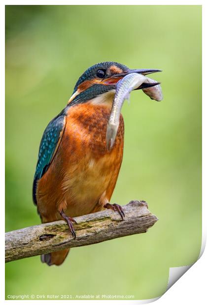 Common Kingfisher (Alcedo atthis) Print by Dirk Rüter
