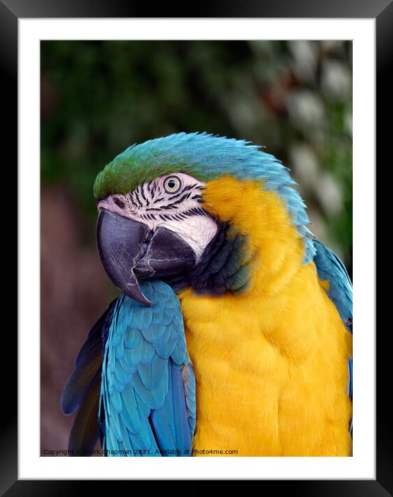 Blue and Yellow / Gold Macaw Parrot (Ara ararauna) Framed Mounted Print by Photimageon UK