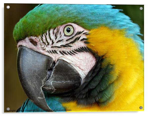 Blue and Yellow / Gold Macaw Parrot (Ara ararauna) Acrylic by Photimageon UK
