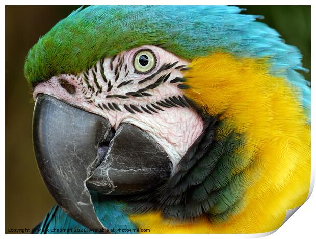 Blue and Yellow / Gold Macaw Parrot (Ara ararauna) Print by Photimageon UK
