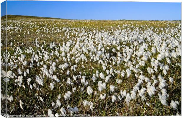 Yorkshire Moors Cotton Grass Canvas Print by Martyn Arnold