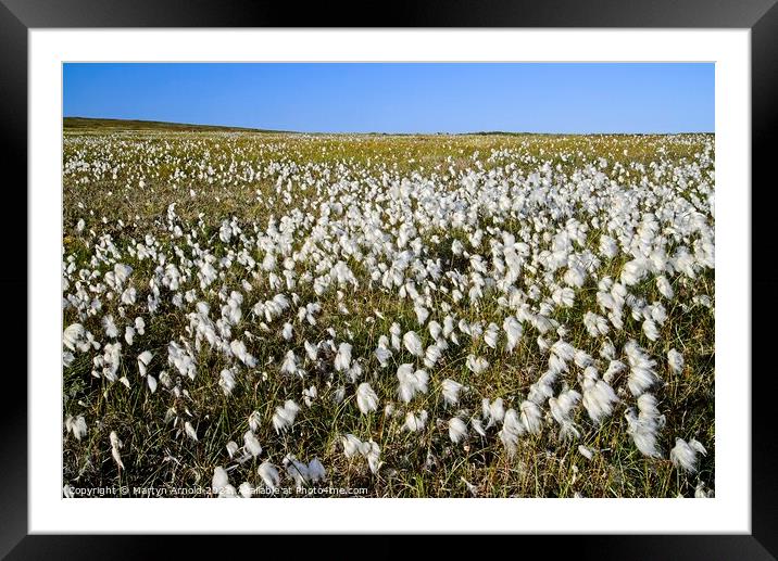 Yorkshire Moors Cotton Grass Framed Mounted Print by Martyn Arnold