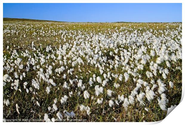 Yorkshire Moors Cotton Grass Print by Martyn Arnold