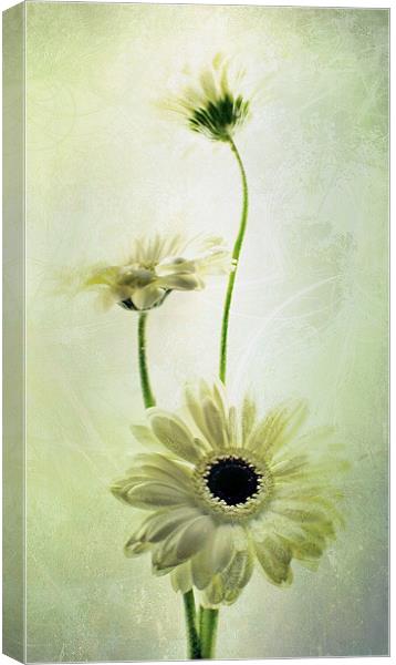 Summer's Breeze Canvas Print by Aj’s Images