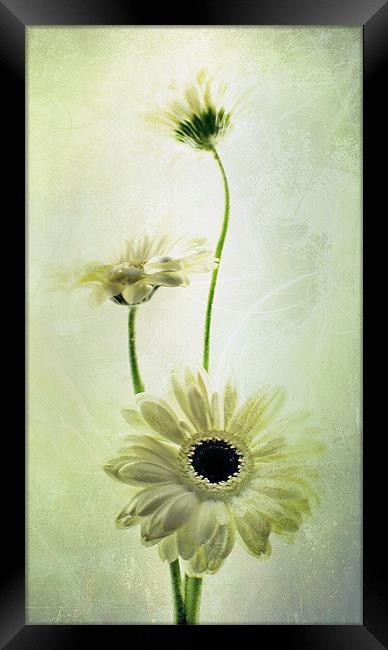 Summer's Breeze Framed Print by Aj’s Images