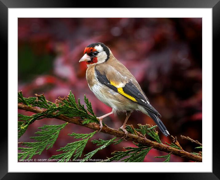Goldfinch Framed Mounted Print by GEOFF GRIFFITHS