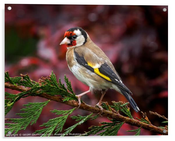 Goldfinch Acrylic by GEOFF GRIFFITHS