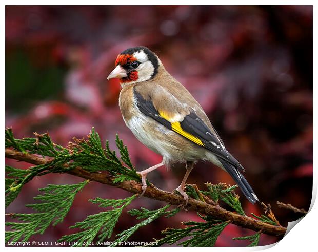 Goldfinch Print by GEOFF GRIFFITHS