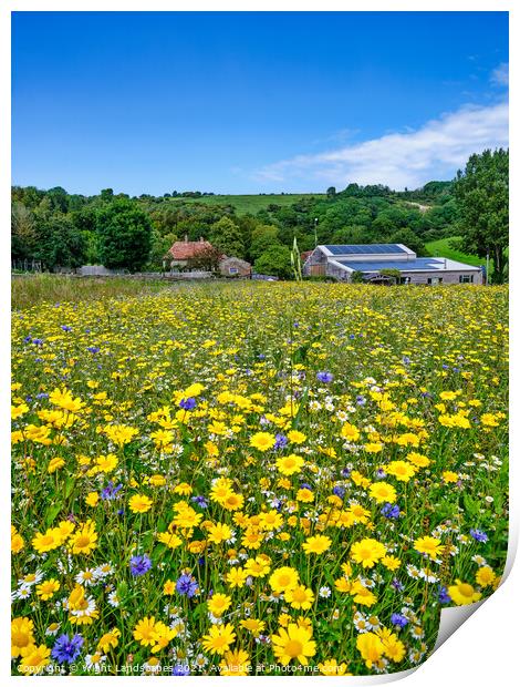 Wild Flower Meadow Print by Wight Landscapes