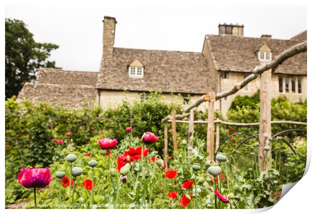 Poppies Growing In The Kitchen Gardens At Cogges Manor Farm, Oxfordshire Print by Peter Greenway