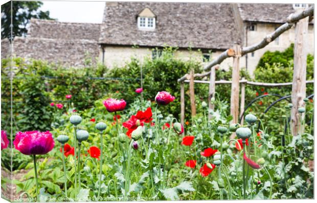 Poppies In Full Bloom In The Kitchen Gardens At Cogges Manor Far Canvas Print by Peter Greenway