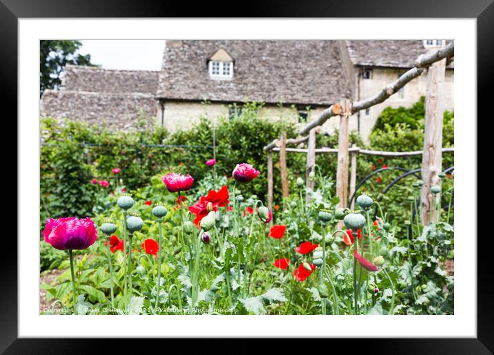 Poppies In Full Bloom In The Kitchen Gardens At Cogges Manor Far Framed Mounted Print by Peter Greenway