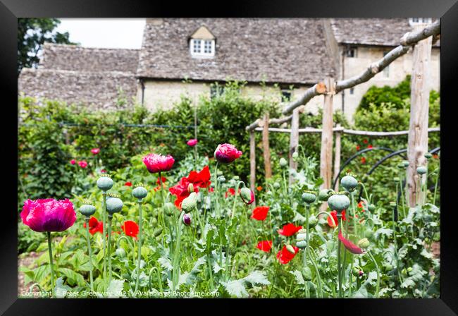 Poppies In Full Bloom In The Kitchen Gardens At Cogges Manor Far Framed Print by Peter Greenway