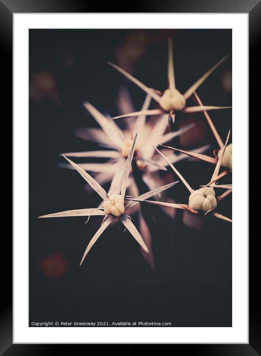 Spikey 'Stars Of Persia' Flower Heads In The Kitchen Gardens At  Framed Mounted Print by Peter Greenway