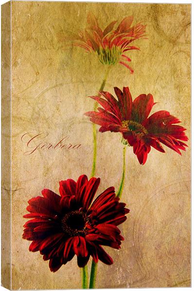 Trio Of Red Canvas Print by Aj’s Images