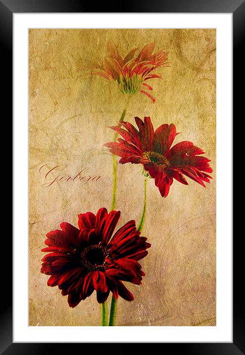 Trio Of Red Framed Mounted Print by Aj’s Images