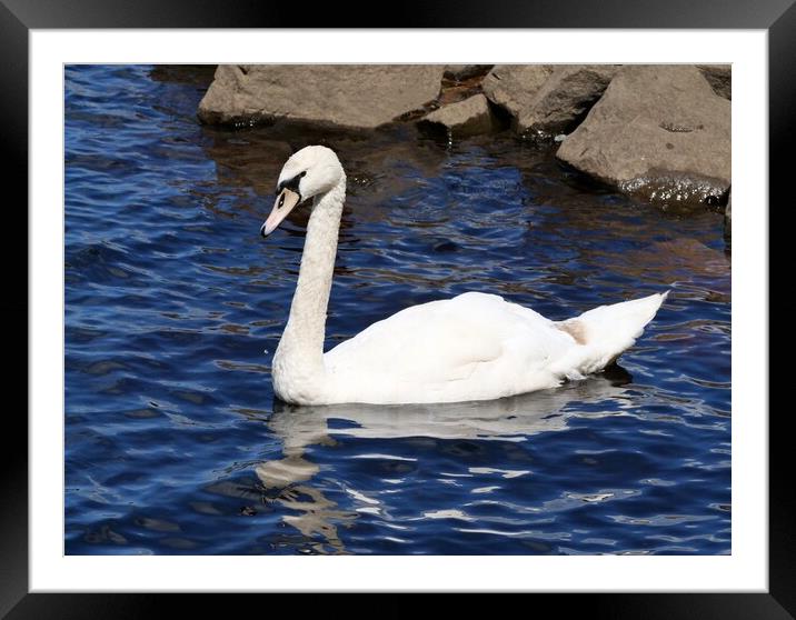 Single white swan Framed Mounted Print by Roy Hinchliffe