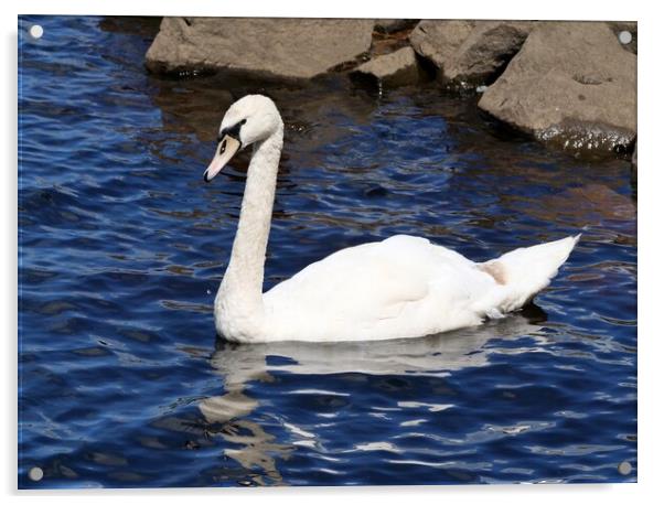 Single white swan Acrylic by Roy Hinchliffe