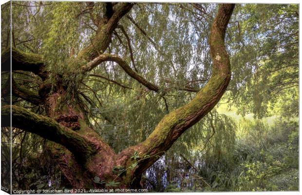 The Weeping Willow Canvas Print by Jonathan Bird
