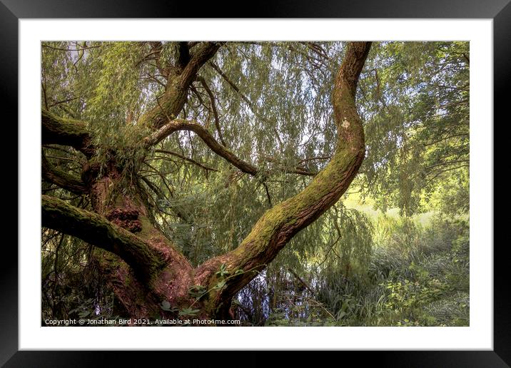 The Weeping Willow Framed Mounted Print by Jonathan Bird