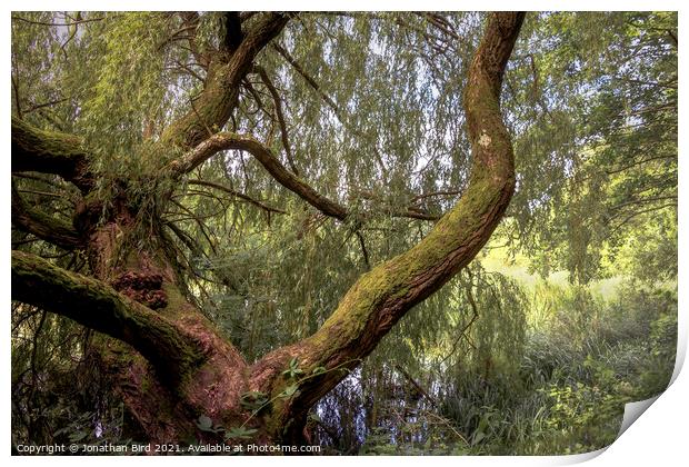 The Weeping Willow Print by Jonathan Bird
