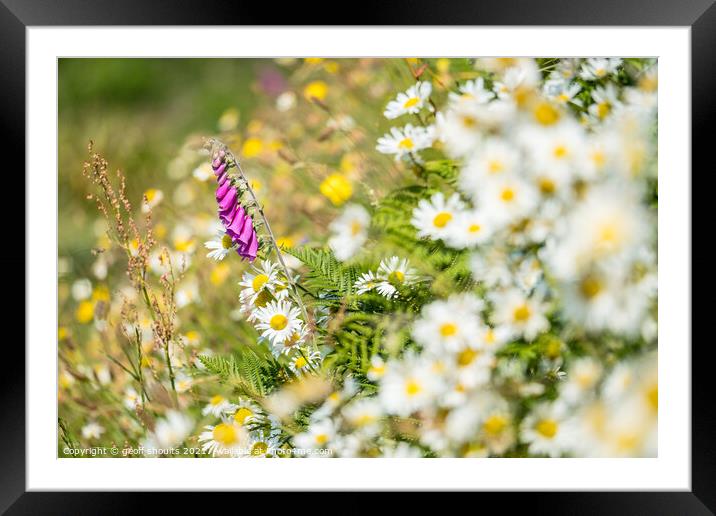 Foxglove in a Pembrokeshire Hedgerow Framed Mounted Print by geoff shoults