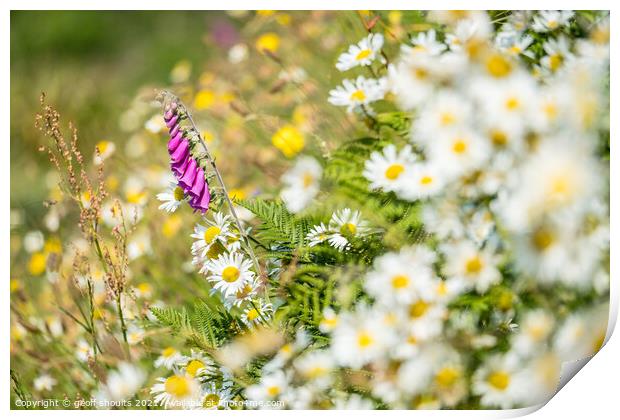 Foxglove in a Pembrokeshire Hedgerow Print by geoff shoults