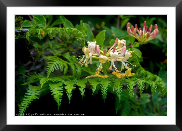 Honeysuckle and fern Framed Mounted Print by geoff shoults