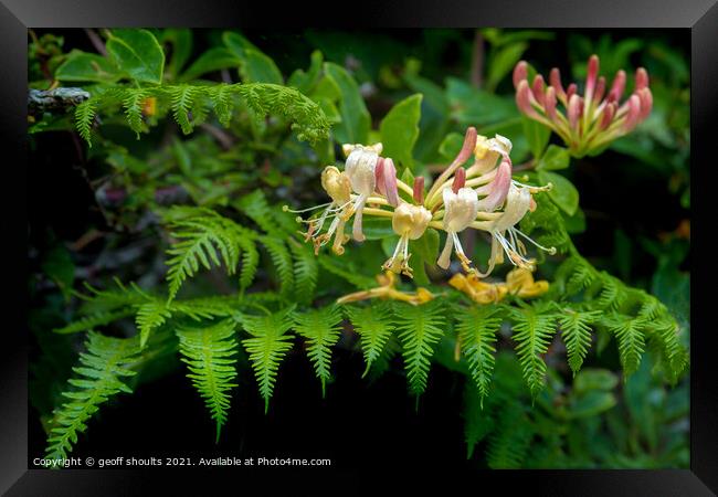 Honeysuckle and fern Framed Print by geoff shoults