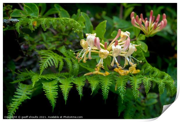 Honeysuckle and fern Print by geoff shoults