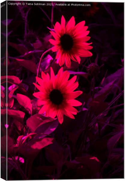 Two Rudbeckia Flowers in Red Canvas Print by Taina Sohlman