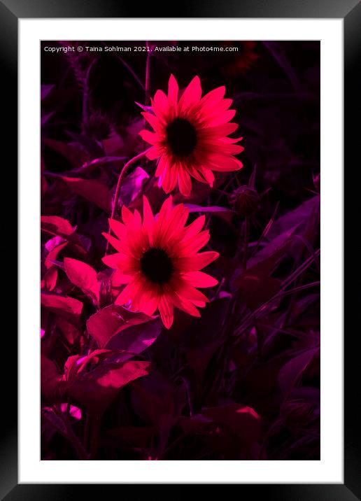 Two Rudbeckia Flowers in Red Framed Mounted Print by Taina Sohlman