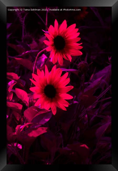 Two Rudbeckia Flowers in Red Framed Print by Taina Sohlman