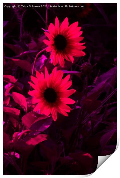 Two Rudbeckia Flowers in Red Print by Taina Sohlman