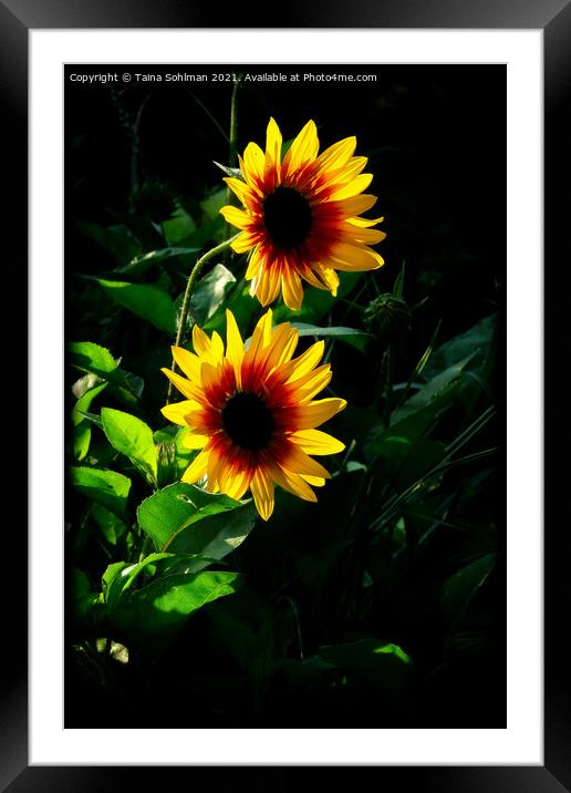 Two Yellow Rudbeckia Flowers in Morning Sunlight Framed Mounted Print by Taina Sohlman